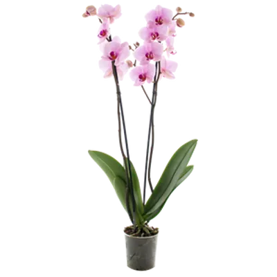 Storczyk Extra (Phalaenopsis) 2 pędy jasnoróżowy d9