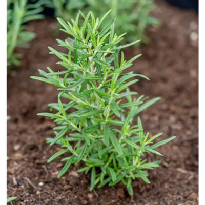 Rozmaryn lekarski - Rosmarinus officinalis