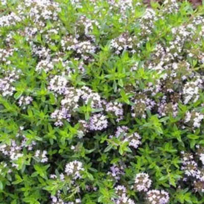 Macierzanka cytrynowa - Thymus cit. 'Aureus'