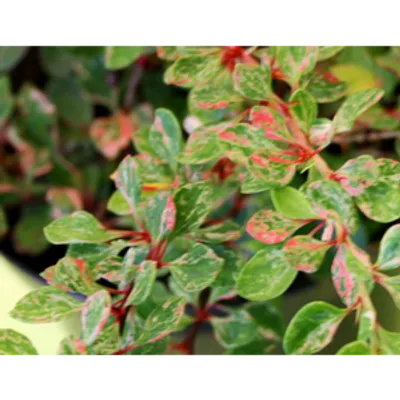 Berberys Thunberga - Berberis thunbergii  'Starburst'(R)