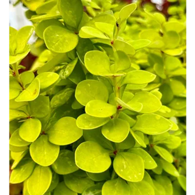 Berberys Thunberga - Berberis thunbergii 'Neon Gold'(R)