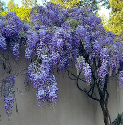 Glicynia chińska - Wisteria sinensis