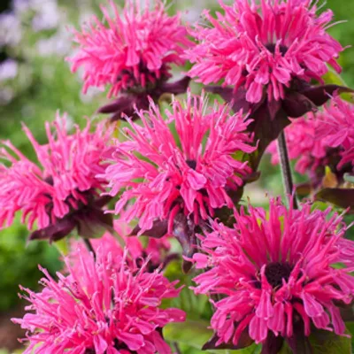 Pysznogłówka - Monarda hybrida 'Pink Lace'