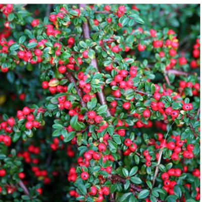 Irga pozioma - Cotoneaster Horizontalis