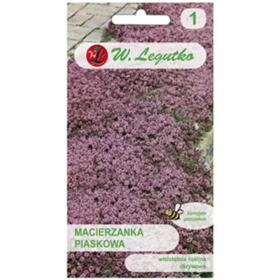 Macierzanka piaskowa - lilaróżowa