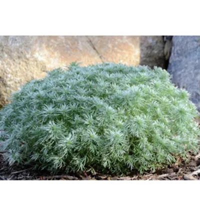 Bylica - Artemisia 'Silver Mound'