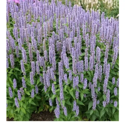 Kłosowiec - Agastache 'Blue Fortune'