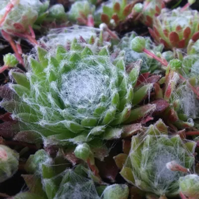 Rojnik pajęczynowaty - Sempervivum arachnoideum