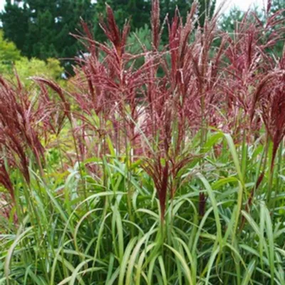 Miskant chiński- Miscanthus sinensis 'Dronning Ingrid'