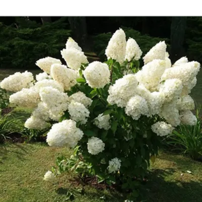 Hortensja bukietowa - Hydrangea paniculata 'Polar Bear'(R)