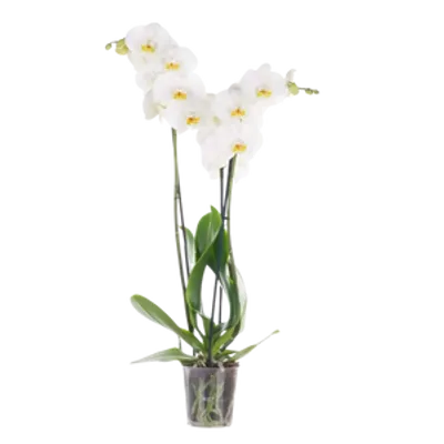 Storczyk Extra (Phalaenopsis) 2 pędy biały d12