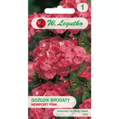 Goździk brodaty Newport Pink łososiowo-różowy