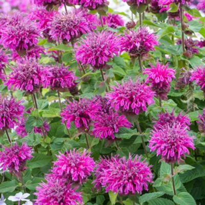 Pysznogłówka - Monarda hybrida 'Bee-Free'