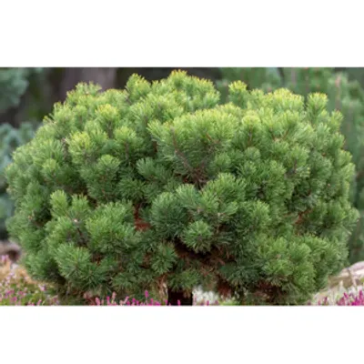 Sosna górska - Pinus mugo var. mughus