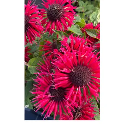 Pysznogłówka - Monarda ‘Bee Happy’