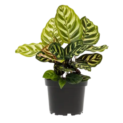 Calathea Makoyana d17
