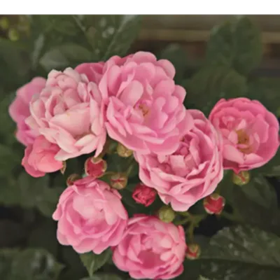 Róża polyantha - różowa