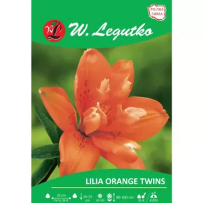 Lilia Orange twins pomarańczowa 1szt.