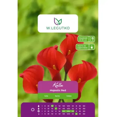 Kalla Majestic Red czerwona 1szt.