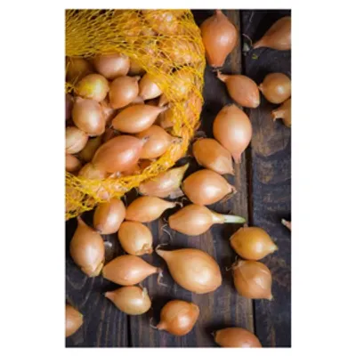 Cebula dymka Sturon - 500g