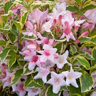 Krzewuszka cudowna - Weigela florida 'Nana Variegata'