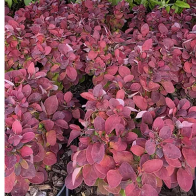 Berberys Thunberga - Berberis thunbergii 'Deep Purple'(R)