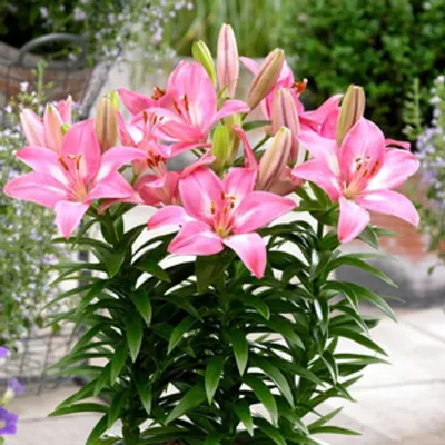Lilia - Lilium 'Rozalynn'