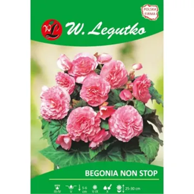 Begonia bulwiasta Non Stop różowa 2szt.