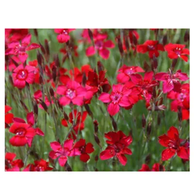 Goździk kropkowany - Dianthus deltoides 'Leuchtfunk'