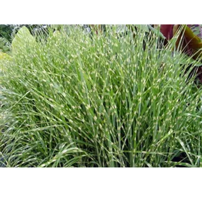 Miskant chiński - Miscanthus sinensis 'Zebrinus'