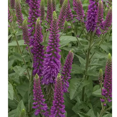 Przetacznik długolistny -   Veronica longifolia 'First Match'