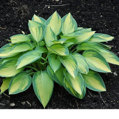 Funkia (Hosta) 'June'