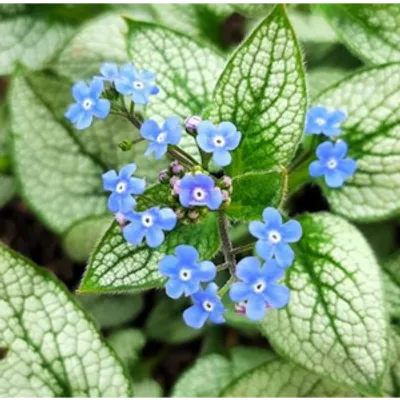 Brunnera macrophylla 'Alexander's Great'