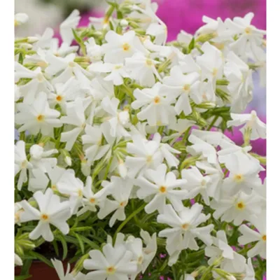 Floks szydlasty - Phlox subulata 'Spring White'