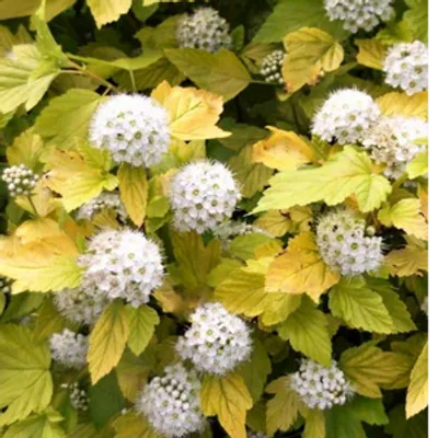Pęcherznica kalinolistna - Physocarpus opulifolius 'Luteus'