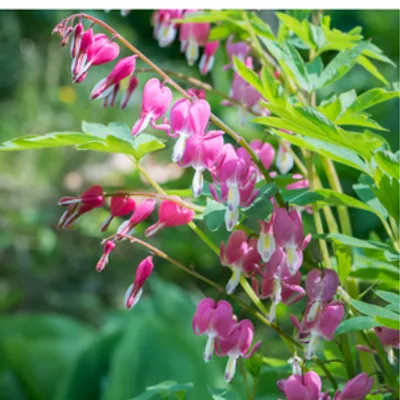 Serduszka okazałe - Dicentra spectabilis