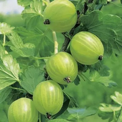 Agrest - Ribes uva-crispa 'Mucurines'