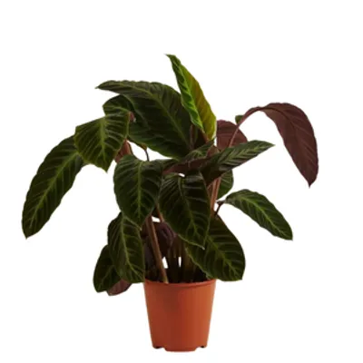 Calathea Warscewiczii d12