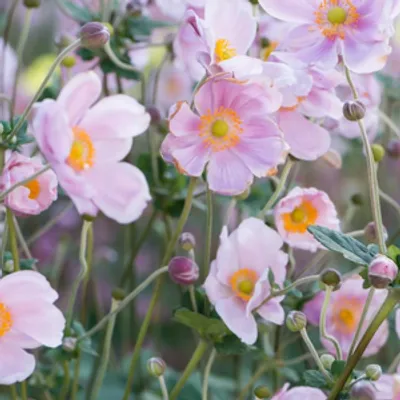 Zawilec - Anemone x hybrida 'Mont-Rose'