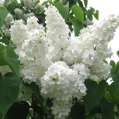 Lilak pospolity - Syringa vulgaris 'Stepman'