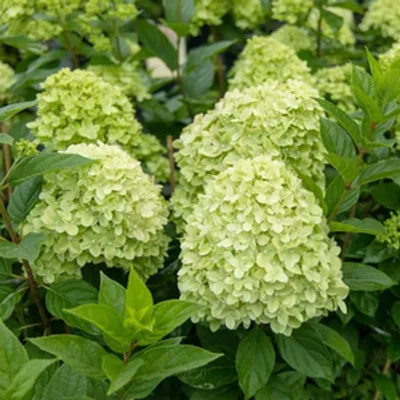 Hortensja bukietowa cytrynowo-limonkowa - C3