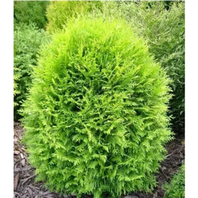 Tuja/żywotnik zachodni - Thuja occidentalis 'Globosa Aurea'