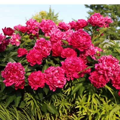 Piwonia chińska - Paeonia lactiflora 'Big Ben'