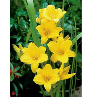 Liliowiec - Hemerocallis 'Chicago Sunrise'