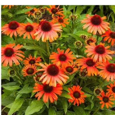 Jeżówka purpurowa - Echinacea purpurea 'Skipper Orange'