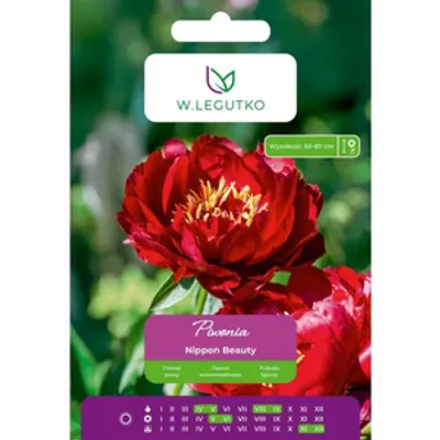 Piwonia Nippon Beauty czerwona 1szt.