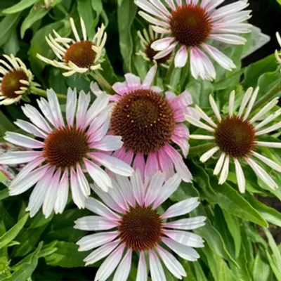 Jeżówka purpurowa - Echinacea purpurea 'Fountain Pink Eye'