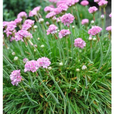 Zawciąg nadmorski - Armeria maritima 'Splendens Perfecta'