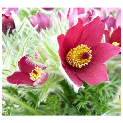 Sasanka zwyczajna ciemnoczerwona - Pulsatilla vulgaris 'Rubra'