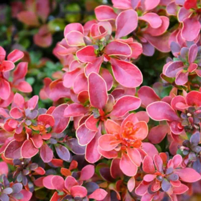 Berberys Thunberga - Berberis thunbergii 'Dariusz'(R)
